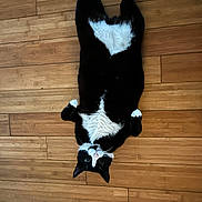 Luna joined the competition — help win amazing prizes! cat, tuxedo_cat, black_and_white, lying_down, wooden_floor, indoor, pet, animal, cute, relaxed, whiskers, paws, fur, looking_up, domestic_cat, feline, playful, curious, resting, household