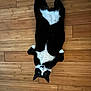 cat, tuxedo_cat, black_and_white, lying_down, wooden_floor, indoor, pet, animal, cute, relaxed, whiskers, paws, fur, looking_up, domestic_cat, feline, playful, curious, resting, household