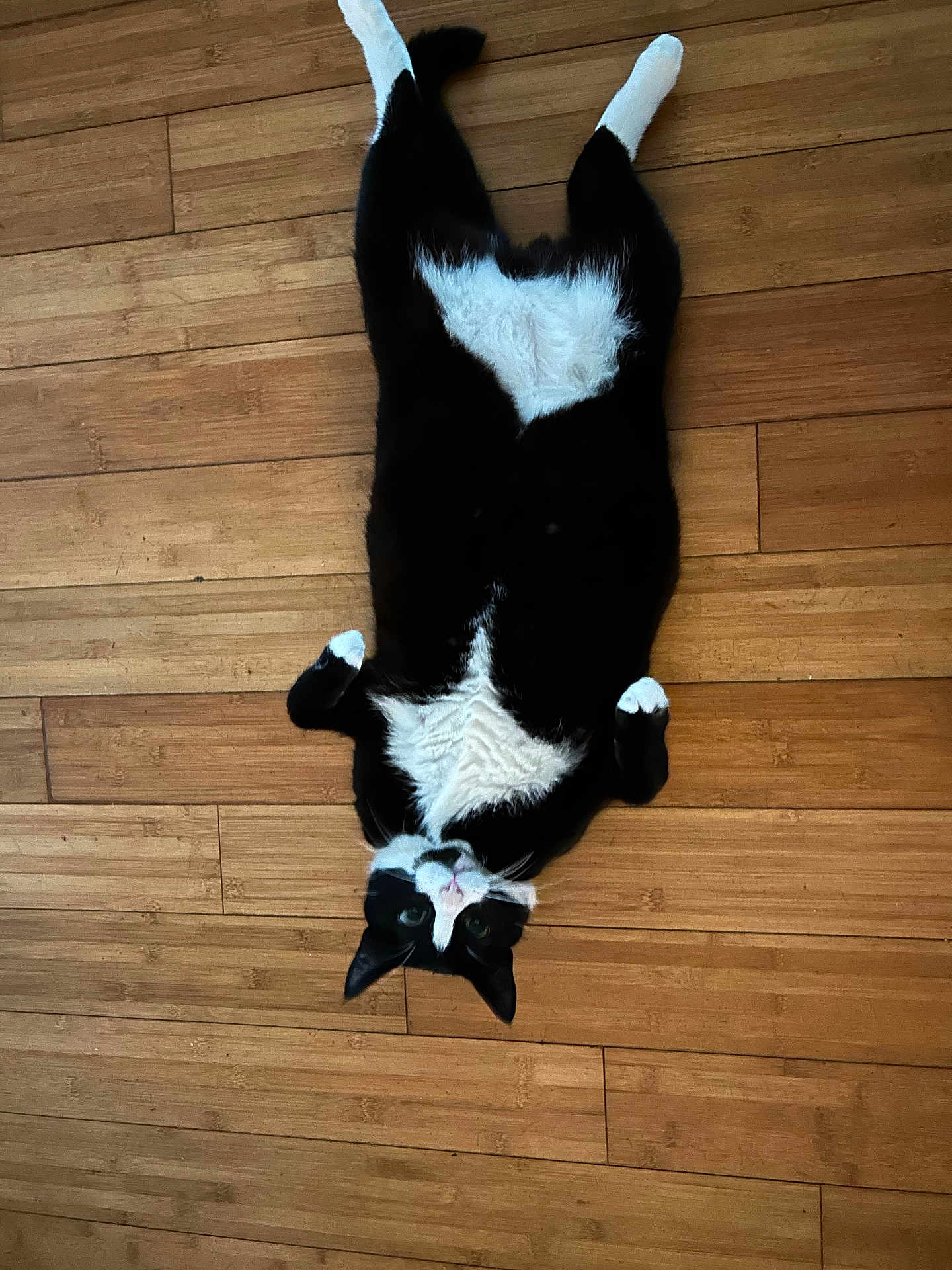 Luna joined the competition — help win amazing prizes! cat, tuxedo_cat, black_and_white, lying_down, wooden_floor, indoor, pet, animal, cute, relaxed, whiskers, paws, fur, looking_up, domestic_cat, feline, playful, curious, resting, household