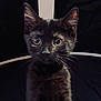 Nyx is registered to the contest to win money with this photo: black_cat, kitten, pet, animal, whiskers, ears, eyes, portrait, close_up, feline, cute, curious, young, domestic_cat, indoor, dark_background, fur, mammal, face, alert
