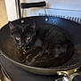 Nyx joined the competition — help win amazing prizes! black_cat, kitten, frying_pan, collar, indoor, pet, curled_up, resting, cute, animal, domestic_cat, feline, curious, close_up, young_cat, household, kitchenware, still_life, cozy, fur