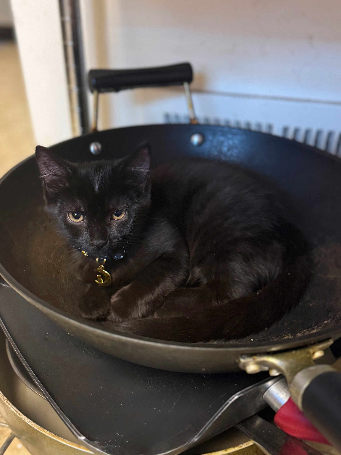 Nyx joined the competition — help win amazing prizes! black_cat, kitten, frying_pan, collar, indoor, pet, curled_up, resting, cute, animal, domestic_cat, feline, curious, close_up, young_cat, household, kitchenware, still_life, cozy, fur