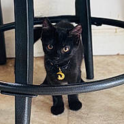 Nyx joined the competition — help win amazing prizes! black_cat, kitten, pet, animal, indoor, floor, metal_stool, collar, pendant, crescent_moon, curious, eyes, whiskers, ears, young_cat, feline, looking, close_up, floor_tiles, shadow