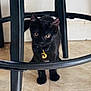 black_cat, kitten, pet, animal, indoor, floor, metal_stool, collar, pendant, crescent_moon, curious, eyes, whiskers, ears, young_cat, feline, looking, close_up, floor_tiles, shadow