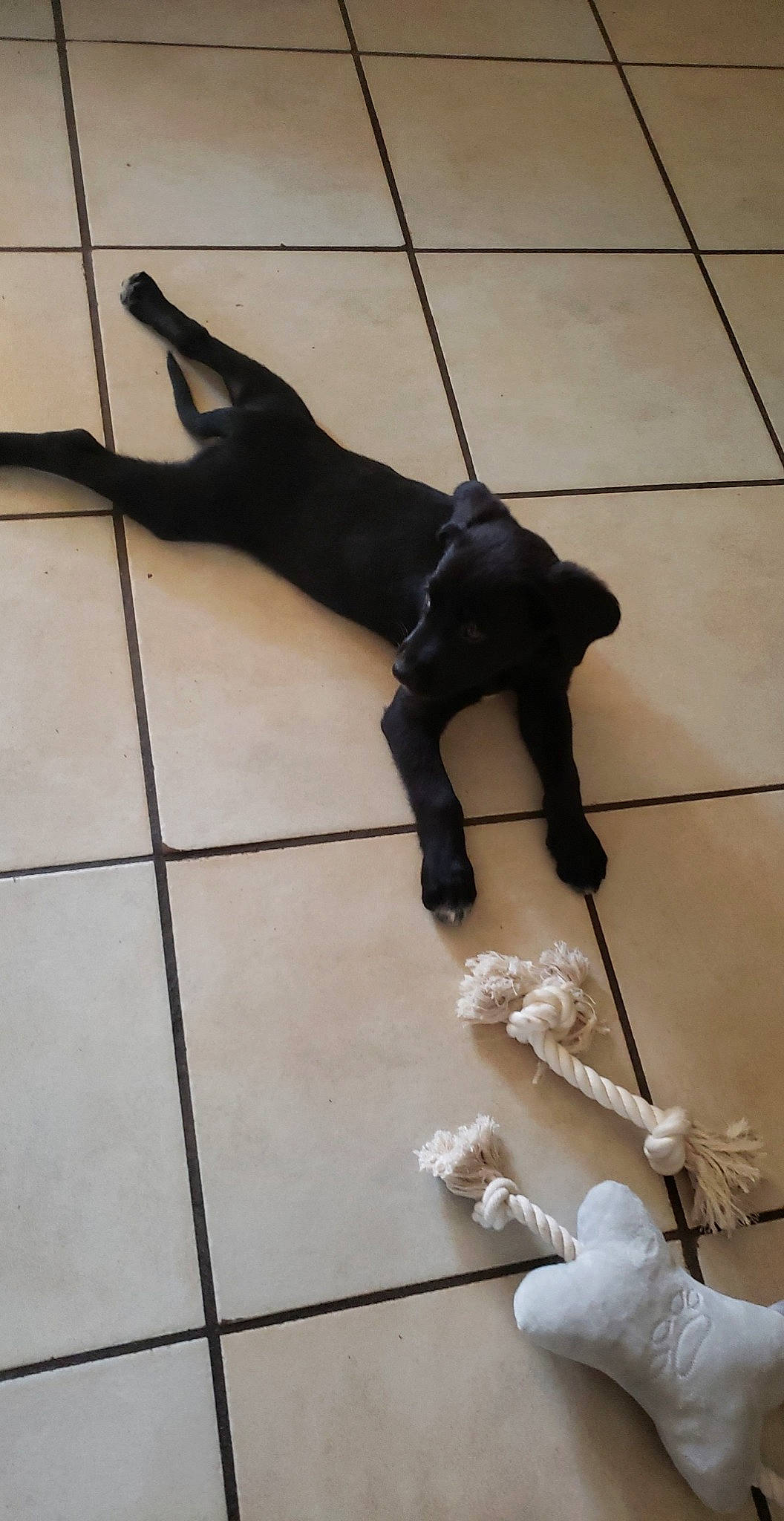 Turbo participe au concours pour gagner de l'argent avec cette photo : art, canidae, carnivore, companion_dog, dog, dog_breed, fashion_accessory, floor, flooring, fur, human_leg, leash, sculpture, shadow, snout, sporting_group, tail, terrestrial_animal, tile, wood