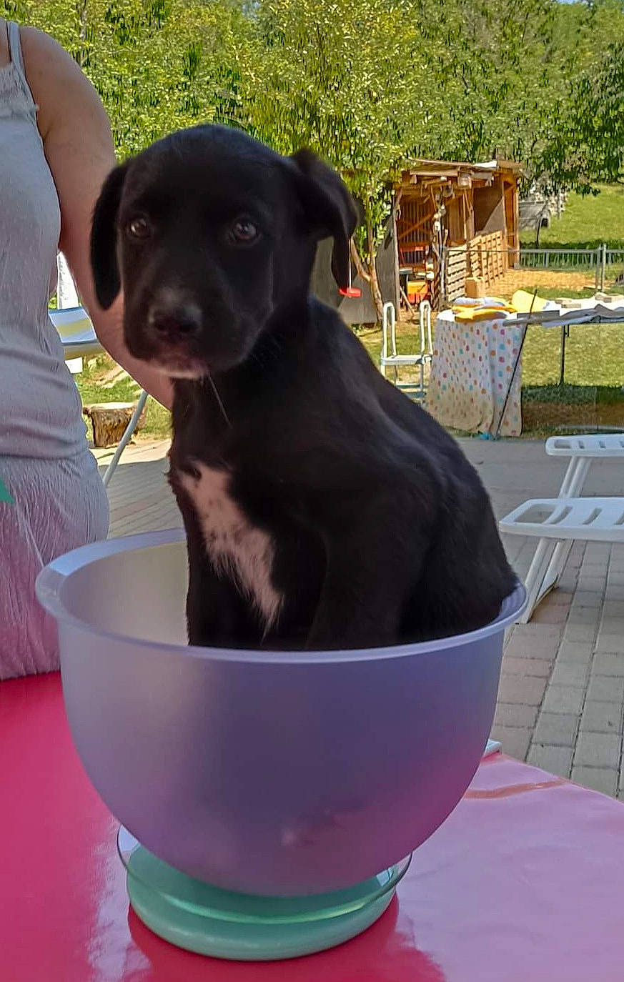 Turbo a rejoint le concours — aidez-le/la à gagner de superbes lots ! borador, canidae, carnivore, chair, companion_dog, dog, dog_breed, fawn, gun_dog, leisure, liver, outdoor_furniture, pet_supply, plant, sitting, snout, sporting_group, tree, water, working_animal