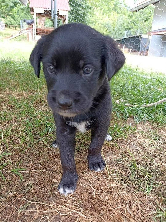 Turbo a rejoint le concours — aidez-le/la à gagner de superbes lots ! borador, canidae, carnivore, collar, companion_dog, dog, dog_breed, dog_collar, fur, grass, gun_dog, liver, plant, snout, sporting_group, tail, terrestrial_animal, tree, whiskers, working_animal