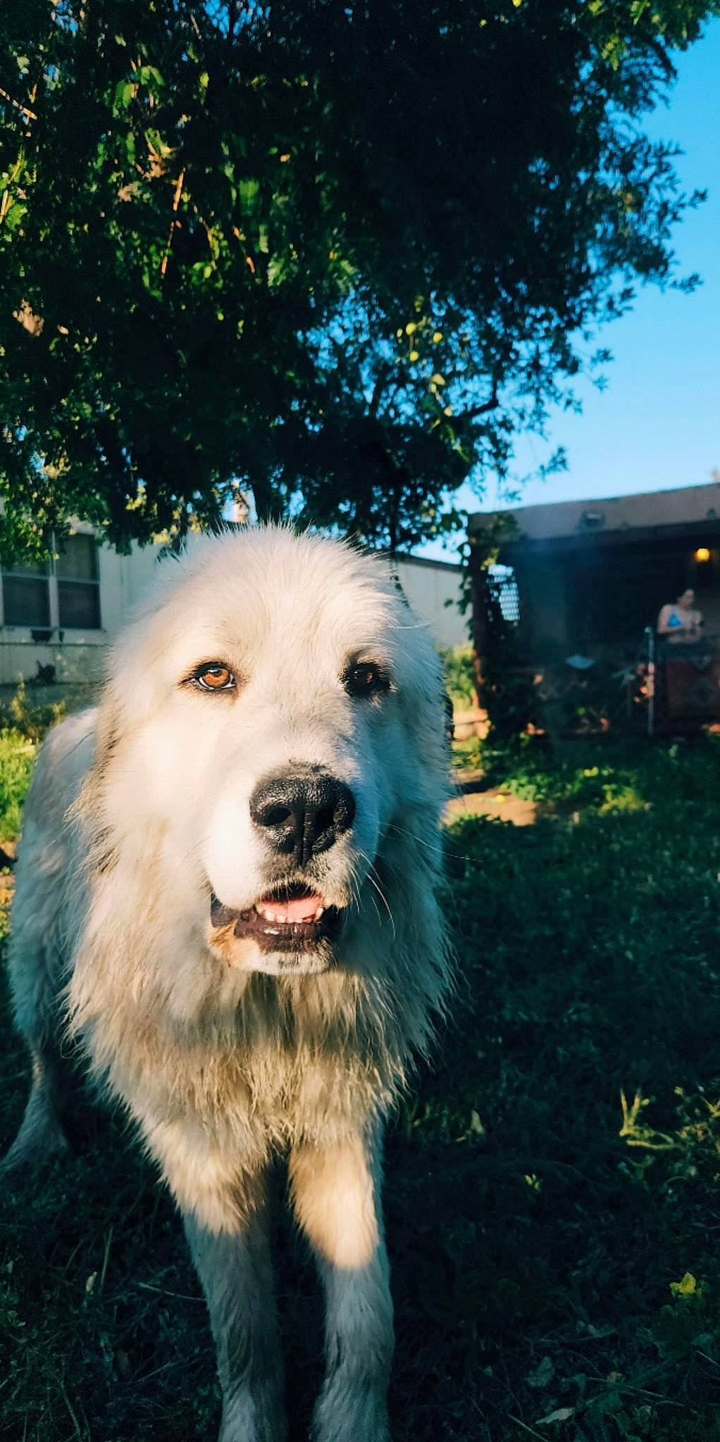 Journey joined the competition — help win amazing prizes! canidae, carnivore, companion_dog, dog, dog_breed, electric_blue, fang, fur, gas, grass, plant, road_surface, sky, snout, sporting_group, tree, working_animal, working_dog