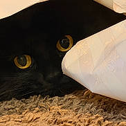Hinata joined the competition — help win amazing prizes! black_cat, carpet, cat, close_up, cozy, curiosity, eyes, fur, hiding, indoor, low_light, macro, paper, peek, pet, shadow, texture, whiskers, wrapping_paper, yellow_eyes