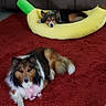 dog, living_room, red_carpet, banana_bed, furniture, floor, pet_bed, canine, cozy, domestic, indoor, fur, cute, animal, relaxed, toy, brown, white, black, decor