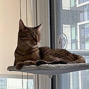 Rumi is registered to the contest to win money with this photo: cat, tabby, window, indoor, pet, relaxing, feline, perch, sunlight, urban, apartment, blinds, mesh_screen, cozy, resting, animal, domestic, fur, side_view, quiet