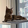 animal, apartment, blinds, cat, cozy, domestic, feline, fur, indoor, mesh_screen, perch, pet, quiet, relaxing, resting, side_view, sunlight, tabby, urban, window