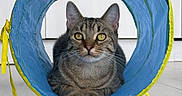 Rumi is registered to the contest to win money with this photo: cat, tabby, animal, pet, indoor, play_tunnel, blue, yellow, floor, wooden_floor, curious, looking_at_camera, feline, whiskers, ears, paws, relaxed, domestic_cat, household, background