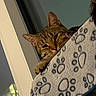 Rumi is registered to the contest to win money with this photo: cat, tabby, blanket, paw_print, indoor, window, relaxed, sleepy, fur, pet, cozy, resting, animal, feline, soft_lighting, closeup, face, ears, whiskers, comfort