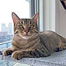 Rumi is registered to the contest to win money with this photo: cat, tabby_cat, pet, indoor, window, cityscape, cat_tree, perch, relaxed, feline, animal, domestic_cat, fur, whiskers, paws, looking_at_camera, sunlight, suction_cup, background_blur, resting