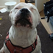 Zena is registered to the contest to win money with this photo: dog, white_coat, black_spots, harness, pet, indoor, carpet, fan, storage_bin, bucket, floor, doorway, relaxed, sitting, domestic, animal, companion, closeup, nostrils, snout
