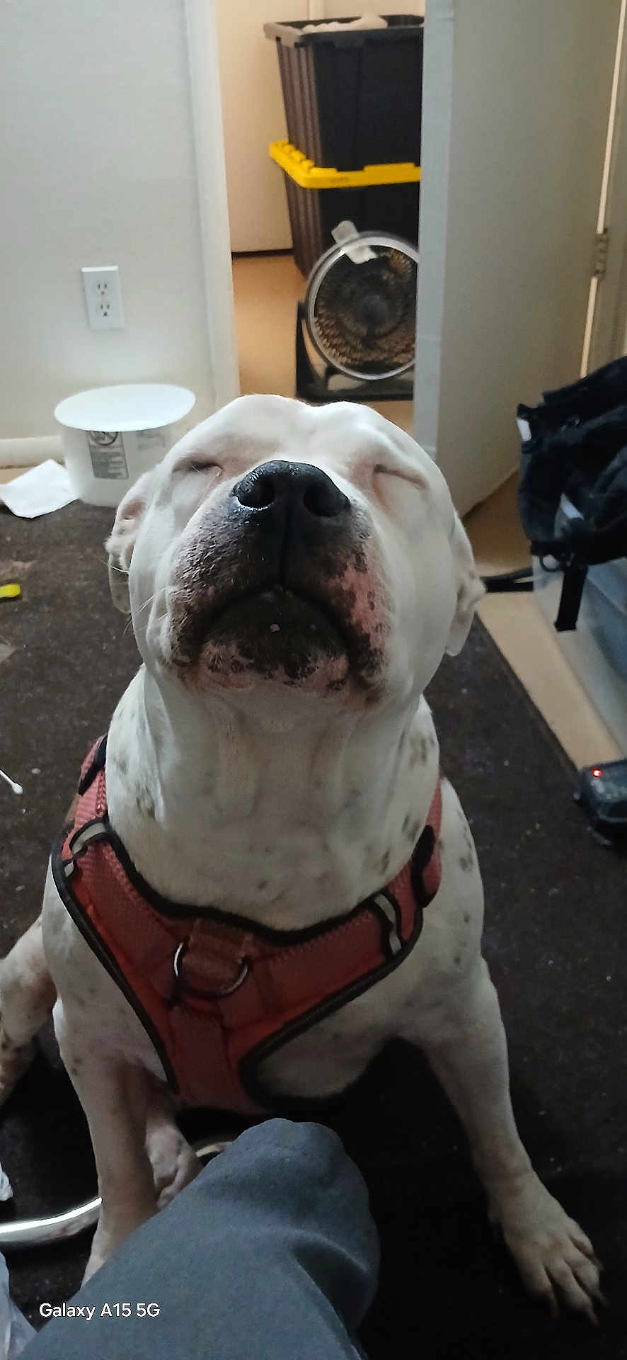 Zena is registered to the contest to win money with this photo: dog, white_coat, black_spots, harness, pet, indoor, carpet, fan, storage_bin, bucket, floor, doorway, relaxed, sitting, domestic, animal, companion, closeup, nostrils, snout
