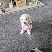 Lola joined the competition — help win amazing prizes! carpet, cozy, cute, decor, dog, domestic_animal, fireplace, floor, fluffy, grey_carpet, indoor, living_room, panda_slipper, pet, pink_sweater, puppy, slipper, small_dog, toy, wooden_box