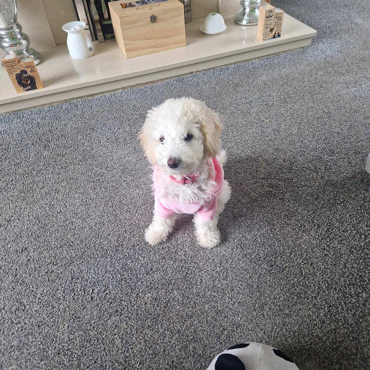 Lola joined the competition — help win amazing prizes! carpet, cozy, cute, decor, dog, domestic_animal, fireplace, floor, fluffy, grey_carpet, indoor, living_room, panda_slipper, pet, pink_sweater, puppy, slipper, small_dog, toy, wooden_box