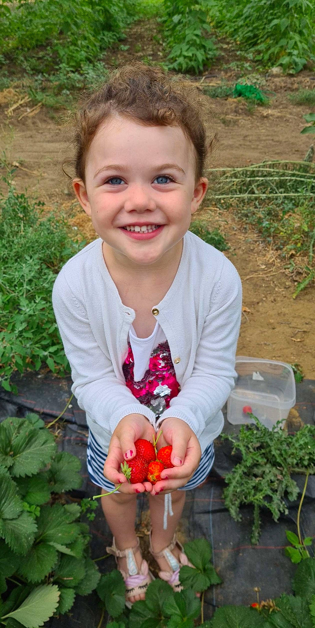 Vaïtiare participe au concours pour gagner de l'argent avec cette photo : berry, botany, child, dress, flower, food, fruit, grass, happy, joy, leaf, lip, natural_foods, people_in_nature, person, petal, plant, rose, smile, strawberries