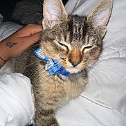Sherkan a rejoint le concours — aidez-le/la à gagner de superbes lots ! kitten, cat, tabby, blue_bow_tie, pet, sleepy, hand, white_blanket, cozy, feline, domestic_cat, close_up, cute, young_cat, fur, whiskers, indoor, resting, paw, animal
