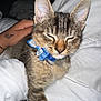 kitten, cat, tabby, blue_bow_tie, pet, sleepy, hand, white_blanket, cozy, feline, domestic_cat, close_up, cute, young_cat, fur, whiskers, indoor, resting, paw, animal