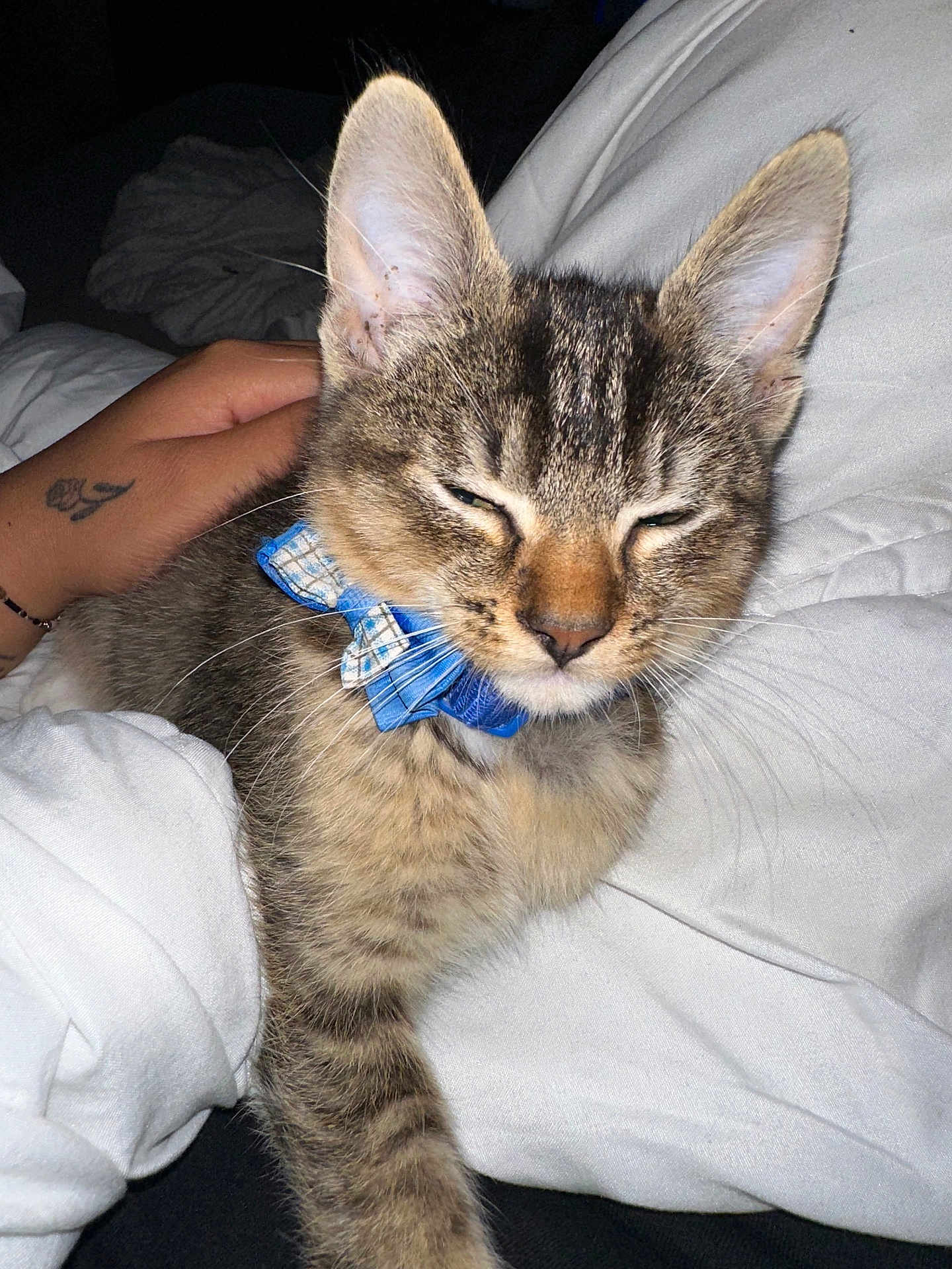 Sherkan a rejoint le concours — aidez-le/la à gagner de superbes lots ! kitten, cat, tabby, blue_bow_tie, pet, sleepy, hand, white_blanket, cozy, feline, domestic_cat, close_up, cute, young_cat, fur, whiskers, indoor, resting, paw, animal
