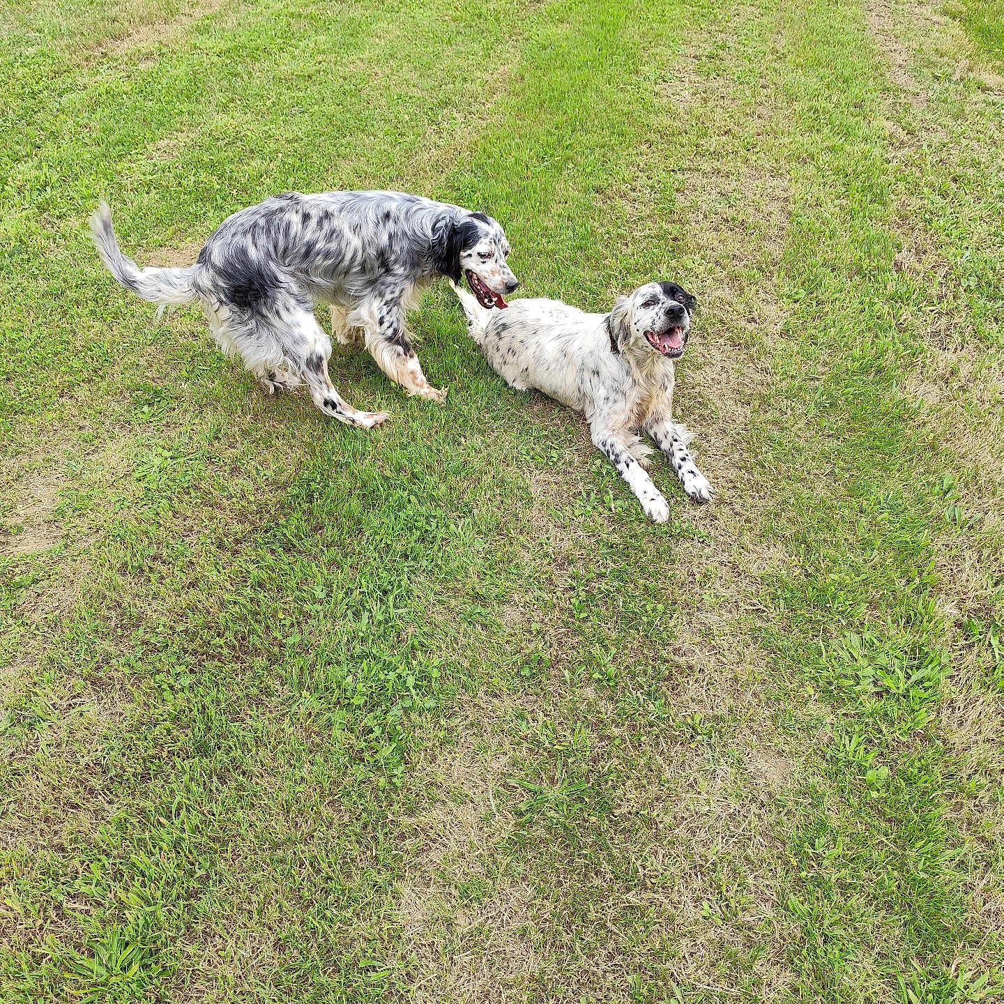 Mona Et Roxie a rejoint le concours — aidez-le/la à gagner de superbes lots ! accessories, animal, canine, cockerspaniel, collie, dog, field, grass, grassland, hound, lawn, nature, outdoors, park, pet, plant, pointer, puppy, strap, terrier