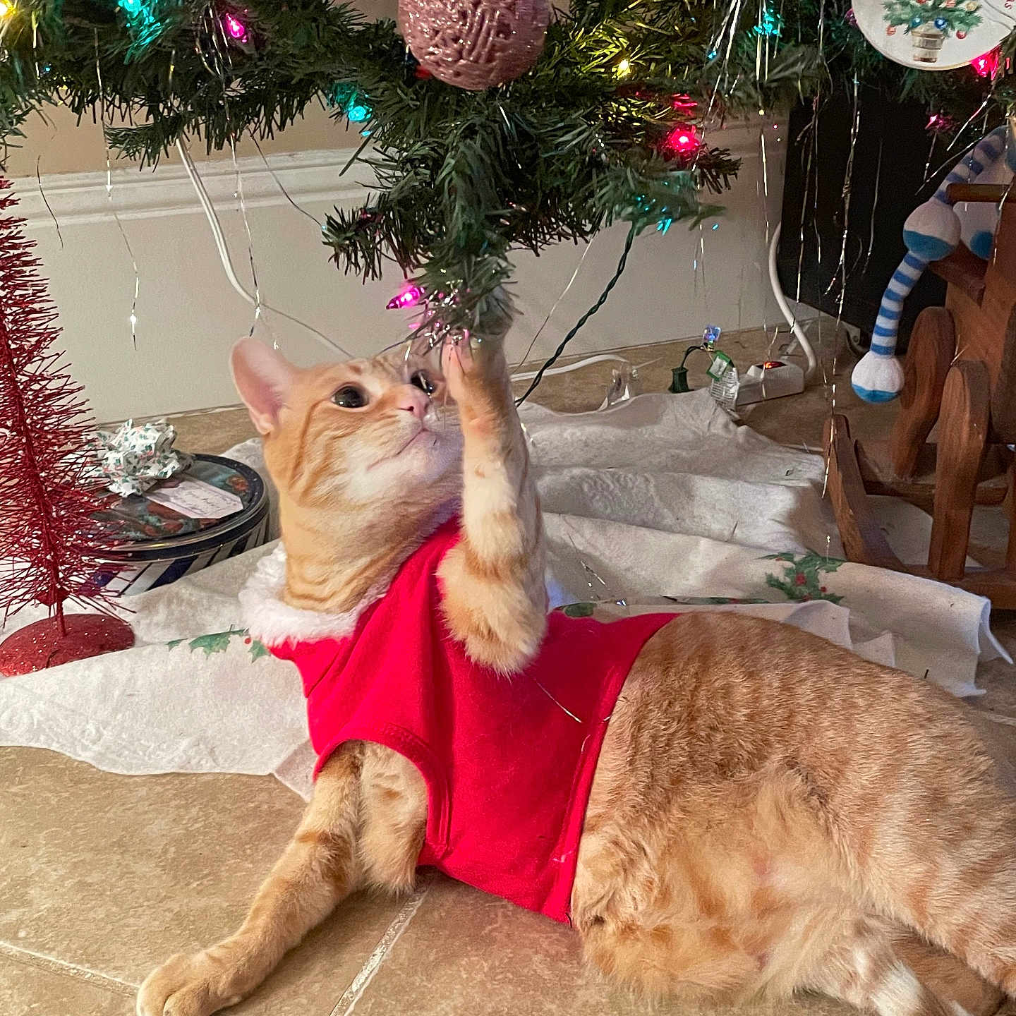 Trump is registered to the contest to win money with this photo: cat, celebration, christmas_tree, cute, decorations, feline, festive, holiday, holiday_spirit, indoor, lights, orange_tabby, ornament, pawing, playful, red_clothing, seasonal, tiled_floor, toy, tree_skirt