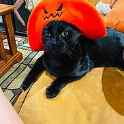 Vincent Van Gogh is registered to the contest to win money with this photo: animal, black, black_cat, carpet, cat, costume, couch, decor, domestic, feline, fur, halloween, indoor, living_room, orange, orange_hat, pet, poster, resting, table