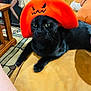 animal, black, black_cat, carpet, cat, costume, couch, decor, domestic, feline, fur, halloween, indoor, living_room, orange, orange_hat, pet, poster, resting, table