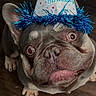 dog, bulldog, birthday_hat, party_hat, blue_tinsel, pet, portrait, close_up, face, eyes, tongue, funny_expression, short_snout, wrinkles, brown_coat, standing, wooden_floor, indoor, celebration, birthday