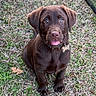 Goose joined the competition — help win amazing prizes! animal, chocolate, collar, cute, dog, ears, eyes, fur, grass, labrador, name_tag, nature, nose, outdoor, pet, playful, puppy, sitting, tongue, young_dog