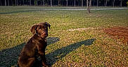 Goose joined the competition — help win amazing prizes! animal, brown_dog, collar, curious, dog, field, grass, landscape, nature, outdoor, pet, pine_trees, puppy, shadow, sitting, sky, sun, sunset, trees, young_dog
