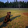 animal, brown_dog, collar, curious, dog, field, grass, landscape, nature, outdoor, pet, pine_trees, puppy, shadow, sitting, sky, sun, sunset, trees, young_dog
