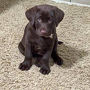 Goose joined the competition — help win amazing prizes! adorable, animal, brown, canine, carpet, chocolate_labrador, companion, cute, dog, door_frame, flooring, fur, home, indoor, looking_up, pet, puppy, sitting, tile, young_dog