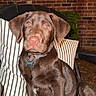 Goose is registered to the contest to win money with this photo: animal, brick_wall, chocolate_labrador, collar, cushion, cute, dog, ears, eyes, face, fur, night, nose, outdoor, pet, puppy, sitting, striped, tag, young