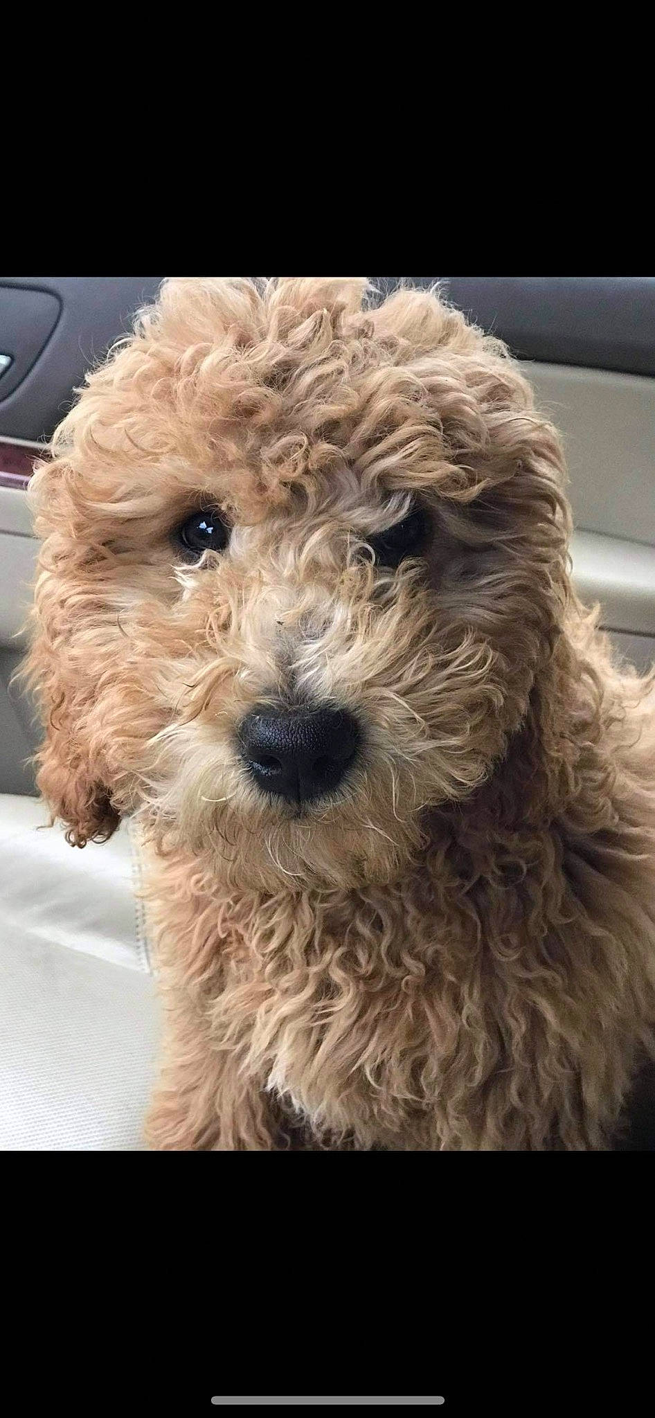 Koda King joined the competition — help win amazing prizes! canidae, carnivore, companion_dog, dog, dog_breed, dog_collar, fur, labradoodle, maltepoo, non_sporting_group, poodle, poodle_crossbreed, small_terrier, snout, sporting_group, terrier, toy_dog, water_dog, working_animal, yorkipoo