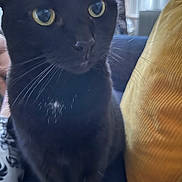 Violet is registered to the contest to win money with this photo: cat, black_cat, close_up, whiskers, yellow_eyes, indoor, couch, cushion, furniture, pet, animal, fur, cozy, relaxed, domestic, living_room, soft_focus, close_shot, mustard_cushion, seated