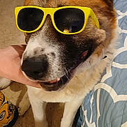 Fatty joined the competition — help win amazing prizes! accessory, animal, bedspread, brown, canine, closeup, companion, cute, dog, floor, fur, hand, happy, indoor, pet, portrait, relaxed, sunglasses, white, yellow