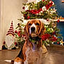 Poppy a rejoint le concours — aidez-le/la à gagner de superbes lots ! dog, beagle, christmas_tree, ornaments, lights, holiday, festive, indoor, rug, gnome, decorations, floor, wall_art, collar, pet, brown, white, green, red, cute