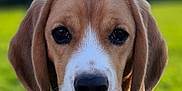 Poppy participe au concours pour gagner de l'argent avec cette photo : dog, beagle, pet, animal, portrait, outdoor, grass, collar, tag, brown, white, ears, face, nose, fur, close_up, nature, canine, cute, background_blur