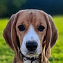 dog, beagle, pet, animal, portrait, outdoor, grass, collar, tag, brown, white, ears, face, nose, fur, close_up, nature, canine, cute, background_blur