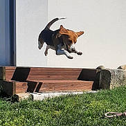 Poppy participe au concours pour gagner de l'argent avec cette photo : dog, jumping, mid_air, outdoor, grass, steps, wooden_steps, white_wall, sunny, daylight, beagle, ears_flapping, tail_up, playful, active, pet, animal, leaping, motion, energetic