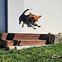 dog, jumping, mid_air, outdoor, grass, steps, wooden_steps, white_wall, sunny, daylight, beagle, ears_flapping, tail_up, playful, active, pet, animal, leaping, motion, energetic