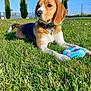 Poppy a rejoint le concours — aidez-le/la à gagner de superbes lots ! dog, beagle, grass, toy, outdoor, sunny, blue_sky, trees, pet, collar, fence, playful, canine, nature, animal, daylight, resting, greenery, paw, summer