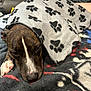 Kobe is registered to the contest to win money with this photo: dog, blanket, paw_prints, sleeping, resting, indoor, cozy, fleece, brown, white, animal, pet, canine, paw, comfort, cute, snuggled, lying_down, domestic, relaxed