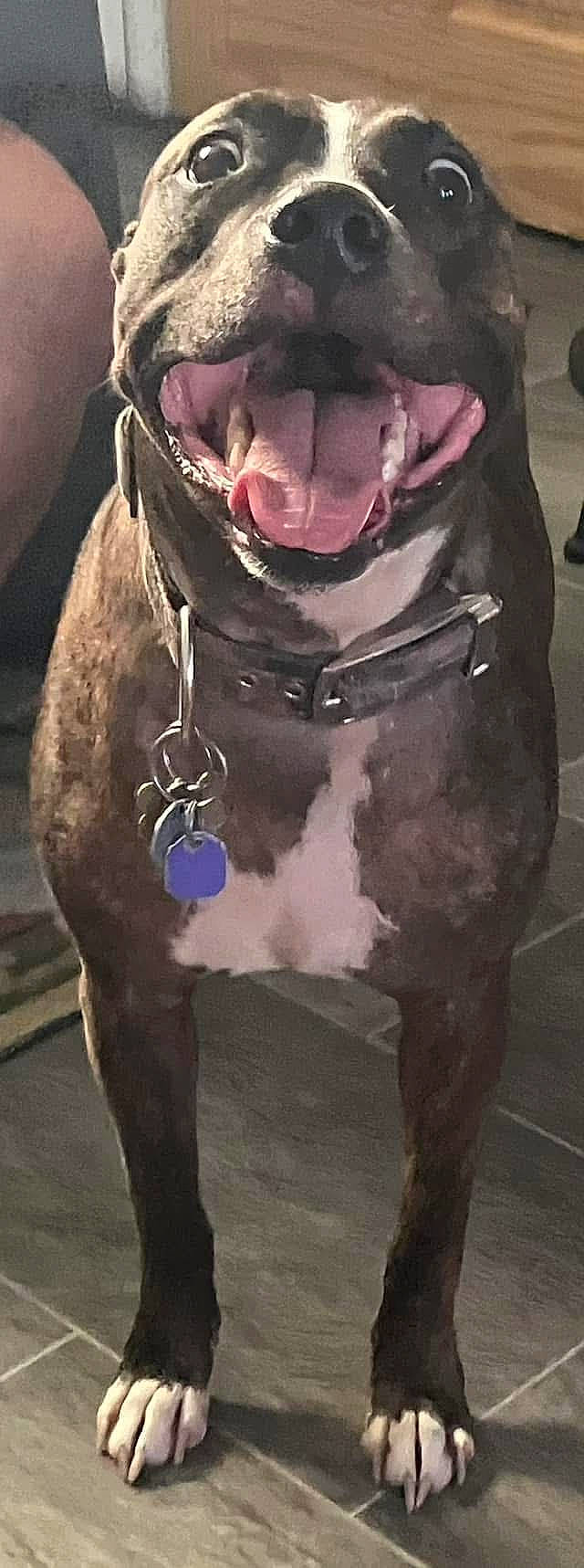 Kobe is registered to the contest to win money with this photo: animal, brown_fur, canine, close_up, collar, dog, ears, eyes, floor, happy, indoor, mouth, paw, pet, smiling, standing, tags, tile_floor, tongue_out, white_chest