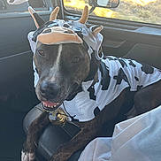 Kobe is registered to the contest to win money with this photo: dog, costume, cow_pattern, car_interior, seat, pet, happy, smiling, animal, window, sunlight, seatbelt, brown, black, white, fur, ears, horns, collar, indoor