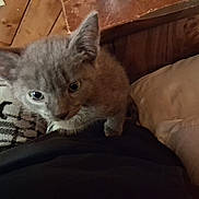 Smokey is registered to the contest to win money with this photo: kitten, gray_cat, close_up, indoor, wooden_wall, pillow, curious, pet, animal, feline, young_cat, cozy, soft_light, texture, black_surface, small_cat, domestic_cat, whiskers, ears, eyes